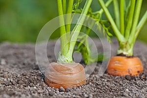 Carrots in the Garden Dirt