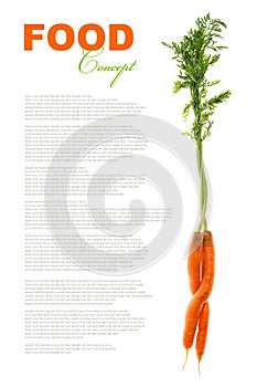 Carrots with green leaves isolated on white background. fresh ra