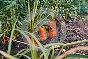 Carrots growing from the bed close-up. Large juicy with green carrots sticking out of the ground