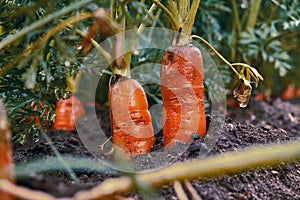 Carrots growing from the bed close-up. Large juicy with green carrots sticking out of the ground