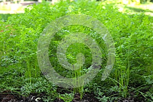 Carrots growing in a garden in lines