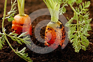 Carrots growing in the soil