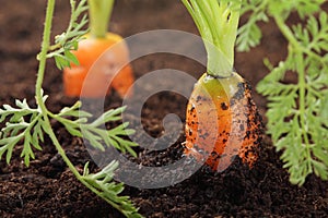 Carrots growing in the soil,