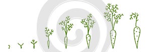 Carrots, growth stages. Animation of the development process. Set of Agriculture. Hand drawn sketch vector line contour.