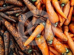 Carrots. Half of the carrots are pure, half carrots are groa. Food. Vegetables. Textured background from fresh large orange