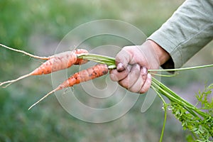 Carrots with leaves in a child\'s hand. Harvest , gardening