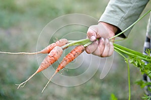 Carrots with leaves in a child\'s hand. Harvest , gardening