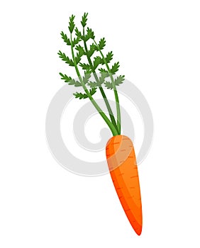 Carrots with leaves on top and orange root. Fresh cartoon young carrot. Healthy vegetable food. Vector illustration on a