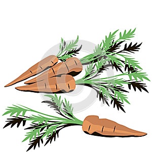 Carrots with leaves Vector illustration