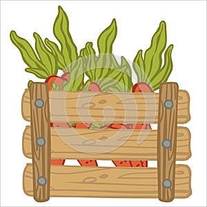 Carrots with leaves in wooden rustic basket vector