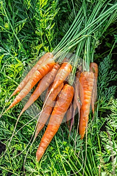 Carrots in man's hand.
