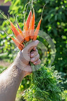 Carrots in man's hand.