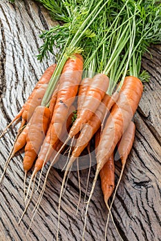 Carrots in man's hand.