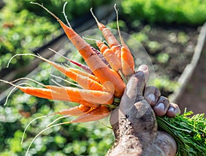 Carrots in man's hand.
