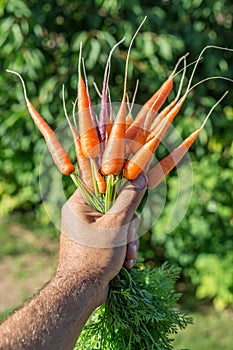 Carrots in man's hand.