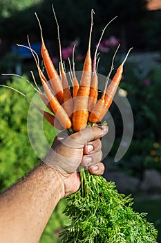 Carrots in man's hand.