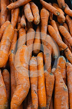 Carrots on market stall. Unpeeled carrots in box. Orange carrots background. Heap of organic vegetables.