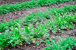 Carrots and parsley plant growing in garden photo