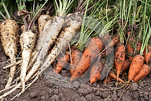 Carrots and parsnip