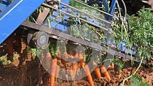 Carrots pulled out of the ground by a Two row Carrot Picker.