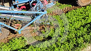 Carrots pulled out of the ground by a Two row Carrot Picker.