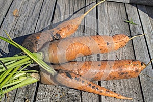 Carrots with a tops of vegetable