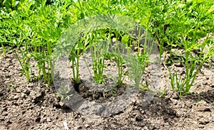 Carrots on a vegetable bed