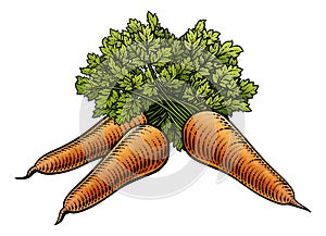 Carrots Vegetable Vintage Woodcut Illustration