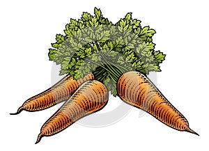 Carrots Vegetable Vintage Woodcut Illustration photo