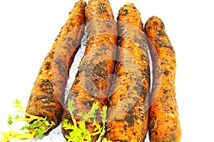Carrots on a white background with the wet soil on the skin
