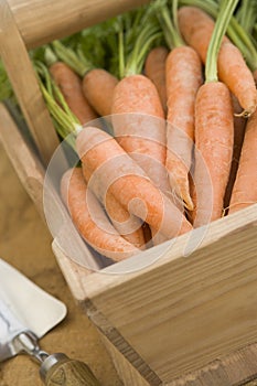 Carrots In A Wooden Trug