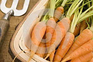 Carrots In A Wooden Trug