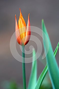 Carroty color tulip