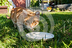 Carroty striped cat is near bowl of milk and looking at camera.