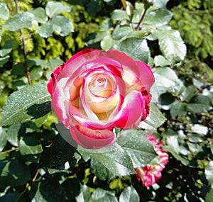 Carrousel rose