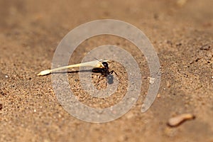 Carrying a black big ant dry leaf