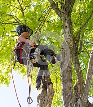 Carrying a chainsaw up a tree