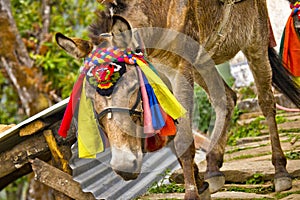 Carrying Mules Caravan, Annapurna Conservation Area, Himalaya, Nepal