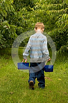Carrying two backets of cherries