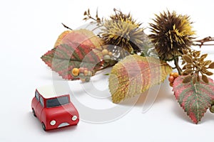 Cars, autumn leaves, and chestnut on white background.