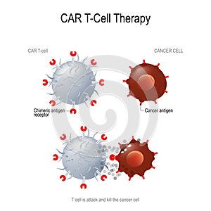 CARs for cancer therapy