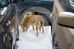 Cars dog trap