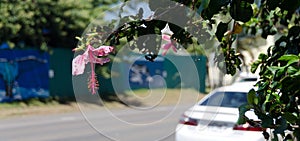 Cars and hibiscus flowers in Hawi photo