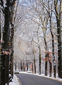 cars on road in snow covered winter forest near utrecht in holland