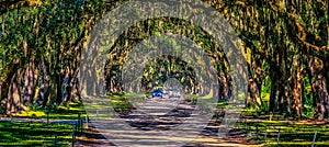 Cars on Road Through Wormsloe