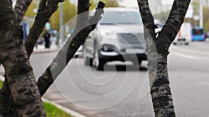 Cars from the traffic light pass by the camera and bushes. The focus is on the trunks