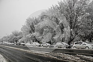 Cars and trees covered in snow