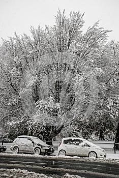 Cars and trees covered in snow