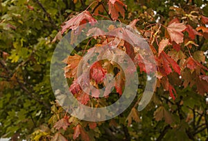 Carsington Water, Derbyshire, England - autumnal leaves.