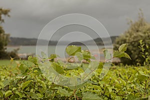 Carsington Water, Derbyshire, England - bright green leaves and dark blue skies.